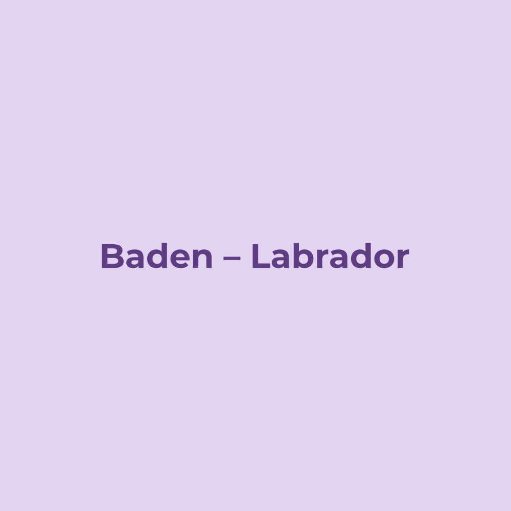 Joanna badet einen Labrador im Hundesalon